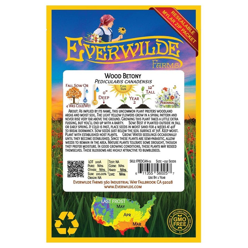 Everwilde Farms - 150 Wood Betony Native Wildflower Seeds -