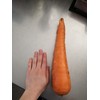 KIRA SEEDS - Seeds Carrot Red Giant - Heirloom Vegetable