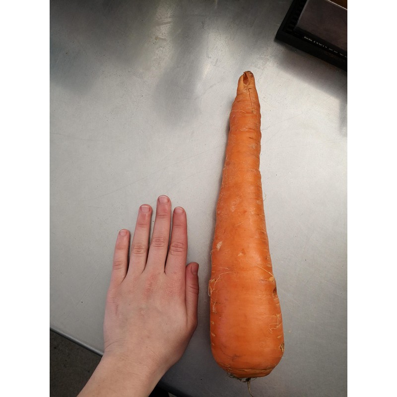 KIRA SEEDS - Seeds Carrot Red Giant - Heirloom Vegetable