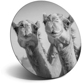 Destination Vinyl ltd Magnet for Refrigerator, Fridge BW - Cute Smiling Camels Animals Desert for Office, Cabinet and Whiteboard, Magnetic Stickers, 40962