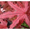Purple Ghost Japanese Maple - Live Plant - Trade Gallon