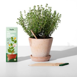 SproutWorld Wood-Cased Pencils | Teacher's Edition | HB Pre-Sharpened Graphite Plantable Wooden Pencils with flower, Herb & Vegetable Seeds | Gift for Teachers | 32 Pack