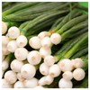 Everwilde Farms - 1 Oz Evergreen White Bunching Onion Seeds