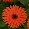 Outsidepride 20 Seeds Perennial Pastel Orange Gerbera Flower Seeds for