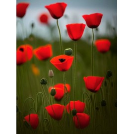 Burpee Red Poppy Seeds - Papaver rhoeas Seeds - Red Corn Poppy Flower Seeds - USA