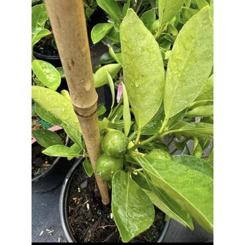 Tree 3Gal Fruiting CALAMANSI/ CALAMONDIN Sour Citrus Airlayered Bush Tree