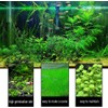 5 Pack Aquarium Plant S.e.e.d Set, not Artificial plasticl Plant.
