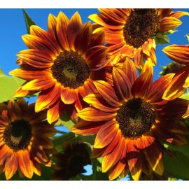 Axel's Garden Seeds Earthwalker Sunflower Seeds - Heirloom Non GMO Open-Pollinato - 25 Seeds