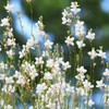 Outsidepride Gaura - 200 Seeds