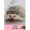 Hedgehog Birthday Card