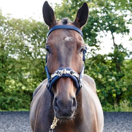 Whitaker Unisex's Cavesson Lunge Navy Full, Blue