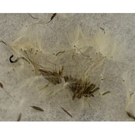 100 Dandelion Seeds (Taraxacum officinale) Organic, USA grown Harvested 05/ 2025