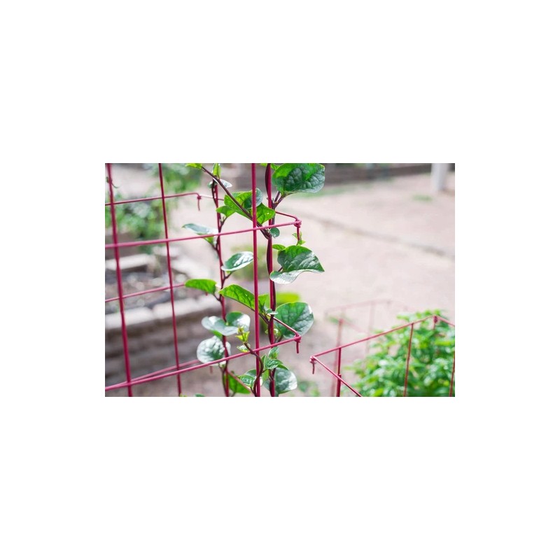 Does Not Apply Red Stem Malabar Spinach Seeds Basella alba