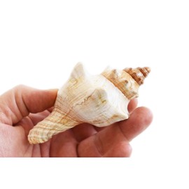 Florida Shells and Gifts Inc. Set of 2 Genuine Striped Fox Conch Seashells (4" / 102 mm) Display Beach Wedding Decor
