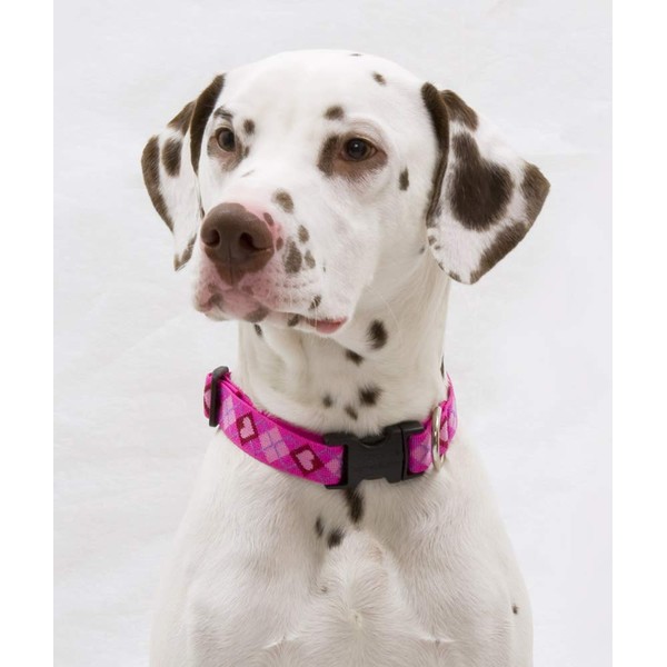 Lupine Medium Dog Collar 1" Wide Puppy Love Design adjusts from 12" to 20"