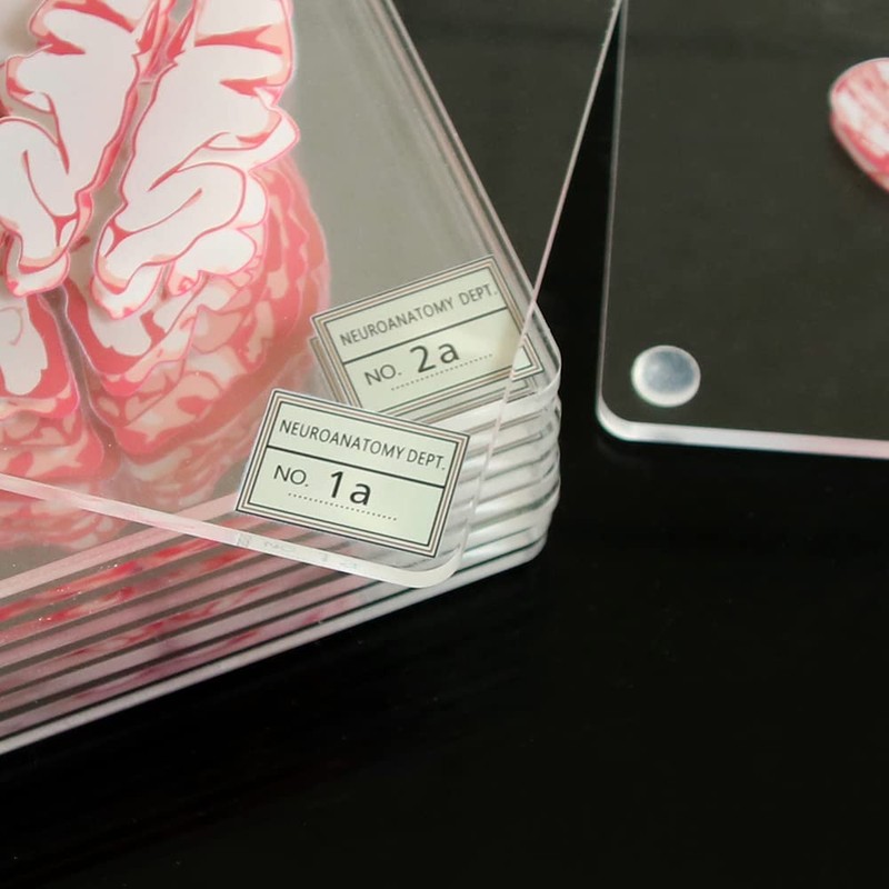 Timethink (Set of 10) 4'' 3D Brain Specimen Coasters, Funny
