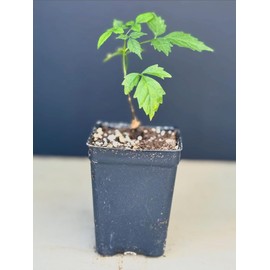 Live Abutilon Flowering Maple Chinese Lantern Starter Plants - Tiger Eye Plant in 2.5" Pot | Fast-Growing Blooms.