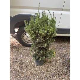 Hicks Yew (Taxus x Media 'Hicksii')