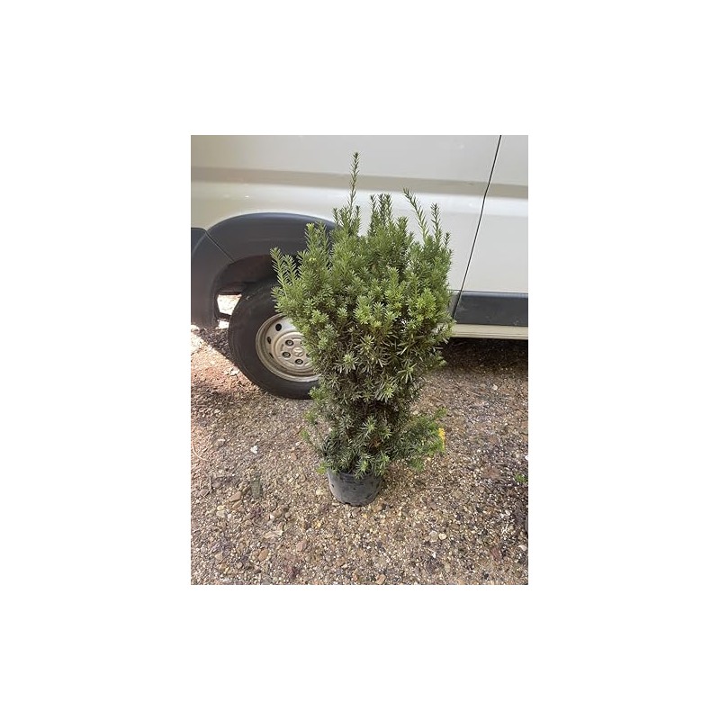 Hicks Yew (Taxus x Media 'Hicksii')