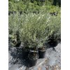 Unbranded OLIVE TREE (2 Gallon, 3 Feet Tall)