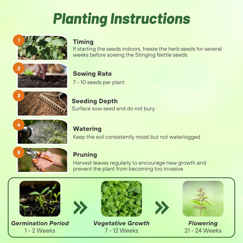 Outsidepride Stinging Nettle Seeds - 10000 Pcs Perennial and Low