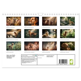 Herz aus Gold - Retriever zum Verlieben (Wandkalender 2026 DIN A4 quer), CALVENDO Monatskalender: Golden Retriever - ein Jahr in Bildern. (CALVENDO Tiere)