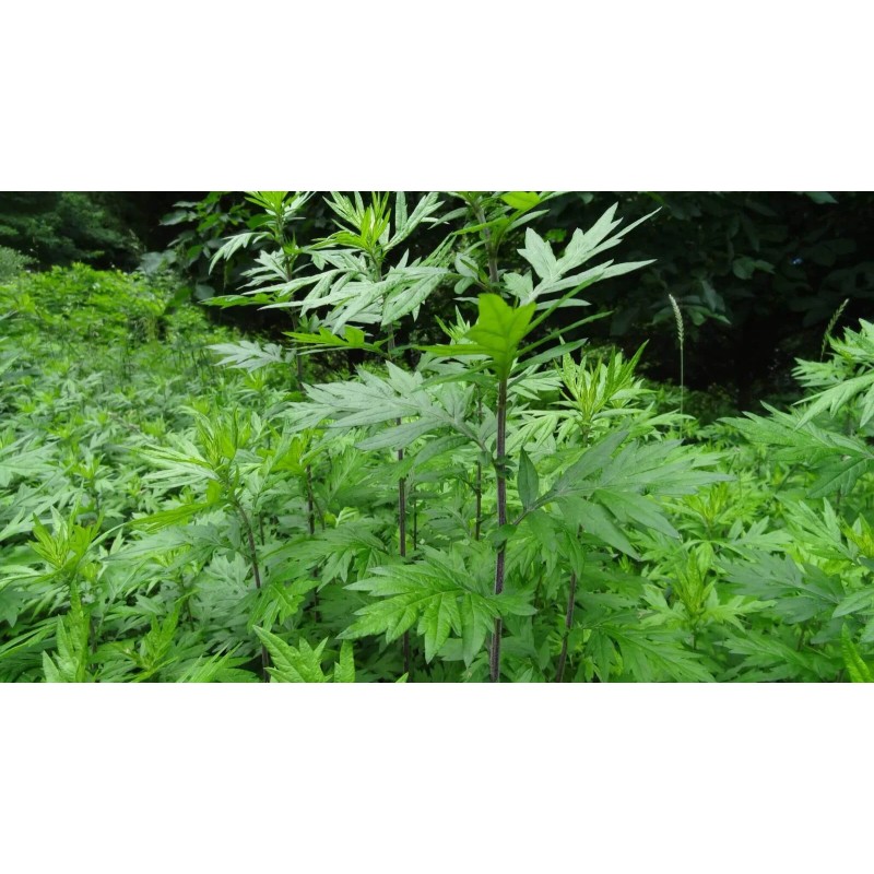 Honest Seed Co Mugwort Seeds (Artemsia-Vulg - 5000+