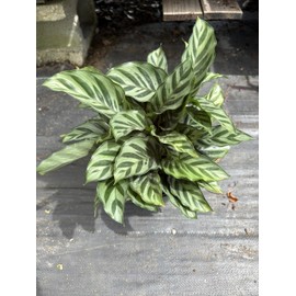 Clathea Freddie Live Plant 4 inch Grower Pot Tropical Houseplant Striped Leaves NO Shipping to California