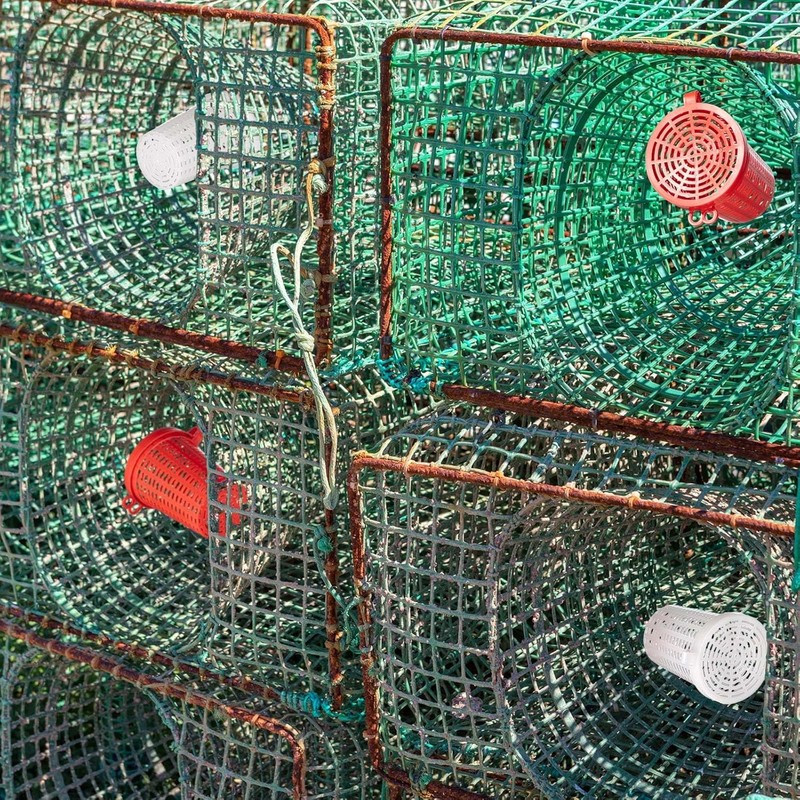 Songholee 20 Pcs Fishing Bait Cages – Heavy-Duty Plastic Feeder
