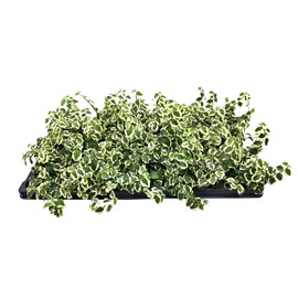Variegated Creeping Fig Vine - Ficus Pumila Variegata - 50 Live Fully Rooted 2 Inch Plants - Climbing Ivy
