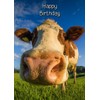 Cow Birthday Card