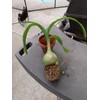 Unbranded Pic 1-Albuca Bracteate Pregnant Onion Plant 1/2" Bulb😱OMG😱TMI @@PICS-17-21😱