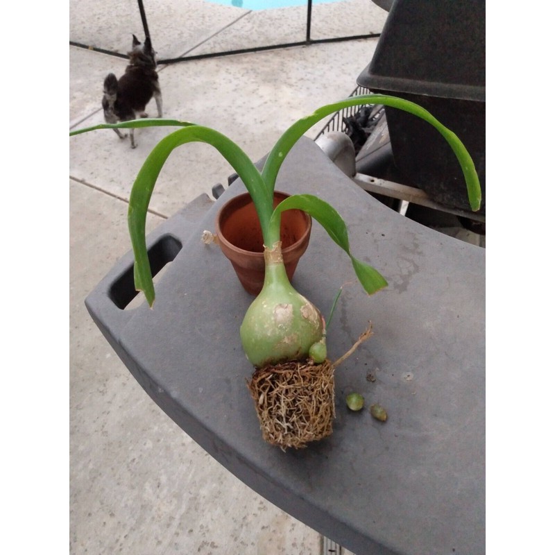 Unbranded Pic 1-Albuca Bracteate Pregnant Onion Plant 1/2" Bulb😱OMG😱TMI @@PICS-17-21😱