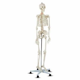 Costway Skeleton Model Medical Model Medical School School Human Anatomy w/Rolling Stand