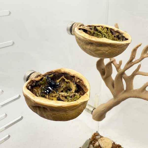 Jumping Spider Walnut Skin, Magnetic Jumping Spider Hiding Habitat, Spider