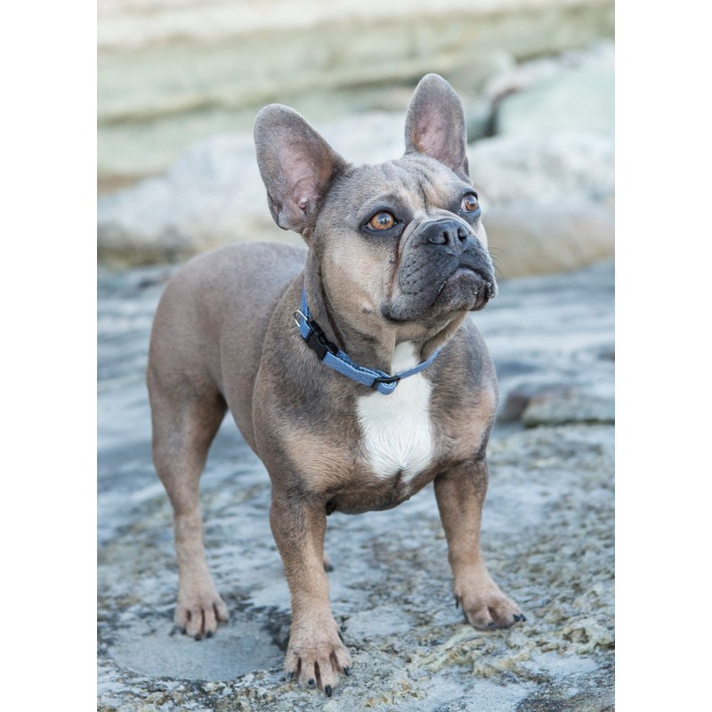 LupinePet Eco 1/2" Mountain Lake 10-16" Adjustable Collar for Small