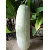 veg LONG WINTER MELON SEEDS /HỘT BÍ ĐAO DÀI