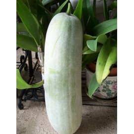 veg LONG WINTER MELON SEEDS /HỘT BÍ ĐAO DÀI