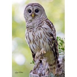 Carson Baryta Photo Paper Barred Owl Tree Stump Poster 13X19" one of a series this size, Owl, Eagles, Fox