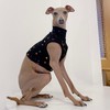 Itagre Clothes Alphabet Cropped Tops Short T Shirt Small Dogs