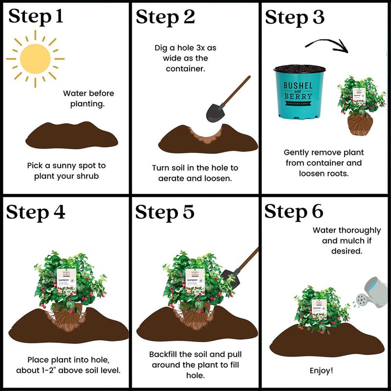 Bushel & Berry 2 Gal. Raspberry Shortcake Raspberry Shrub