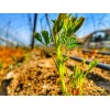 Basfoliar Amino Sl Aminoácidos Con Npk Compo Expert 1 L