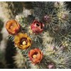 1 UNROOT Cutting 3-5 INCHES Cylindropuntia fulgida VAR. fulgida 'Jumping
