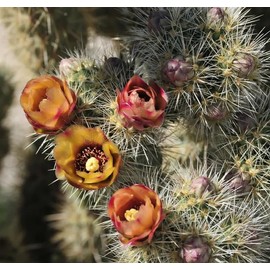 1 UNROOT Cutting 3-5 INCHES Cylindropuntia fulgida VAR. fulgida 'Jumping Cholla Cactus', Cutting