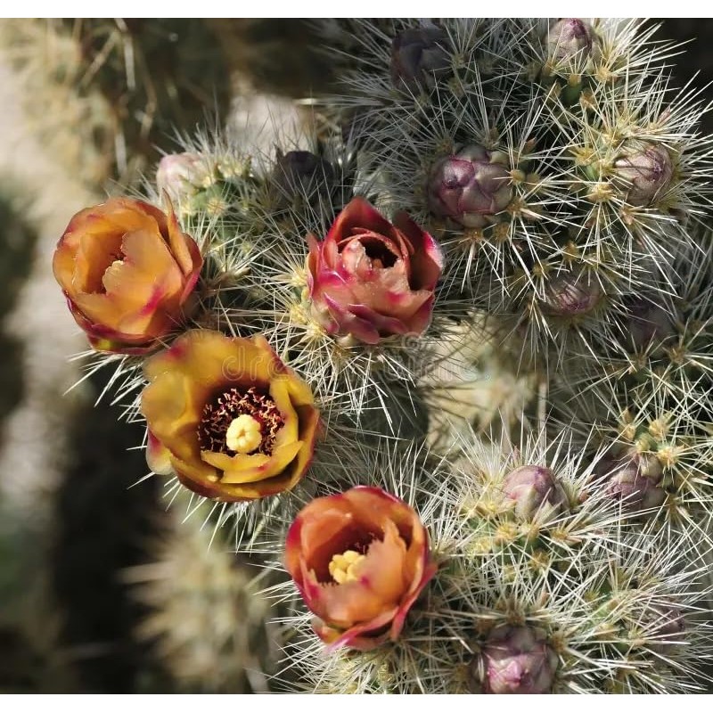 1 UNROOT Cutting 3-5 INCHES Cylindropuntia fulgida VAR. fulgida 'Jumping