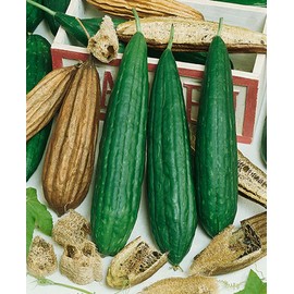 The Gardening World 25 Gourds Seeds - Luffa Sponge Heirloom - Premium Non-GMO, Loofa, Loofah