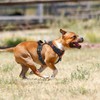 PoyPet No Pull Dog Harness with Neck Release Buckle, Reflective