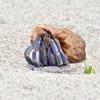 LIOOBO Hermit Crab Shells: 6Pcs Hermit Crab Conch Shells, Sea