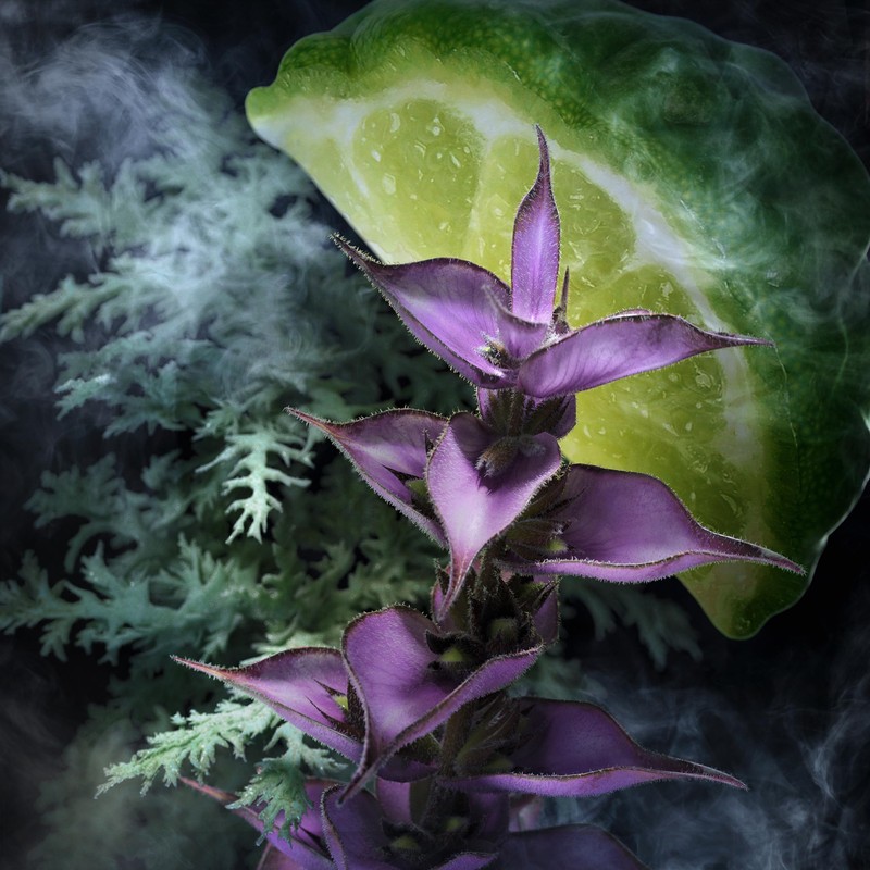 Davidoff Champion Eau de Toilette – Woody Men's Cologne –