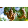 Premium Spicy Tamarind Chutney|Sauce 15 Oz (Tamarind) - Great Dipping